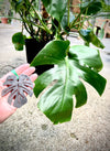 Monstera Leaf Ornament, Personalized Gift, Metal Christmas Ornament